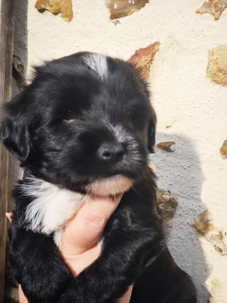 des Anges Gardiens du Tibre - Chiot disponible  - Terrier Tibetain