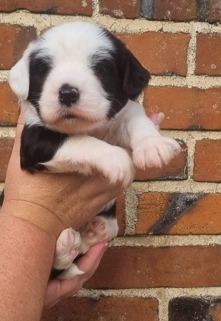 des Anges Gardiens du Tibre - Chiot disponible  - Terrier Tibetain