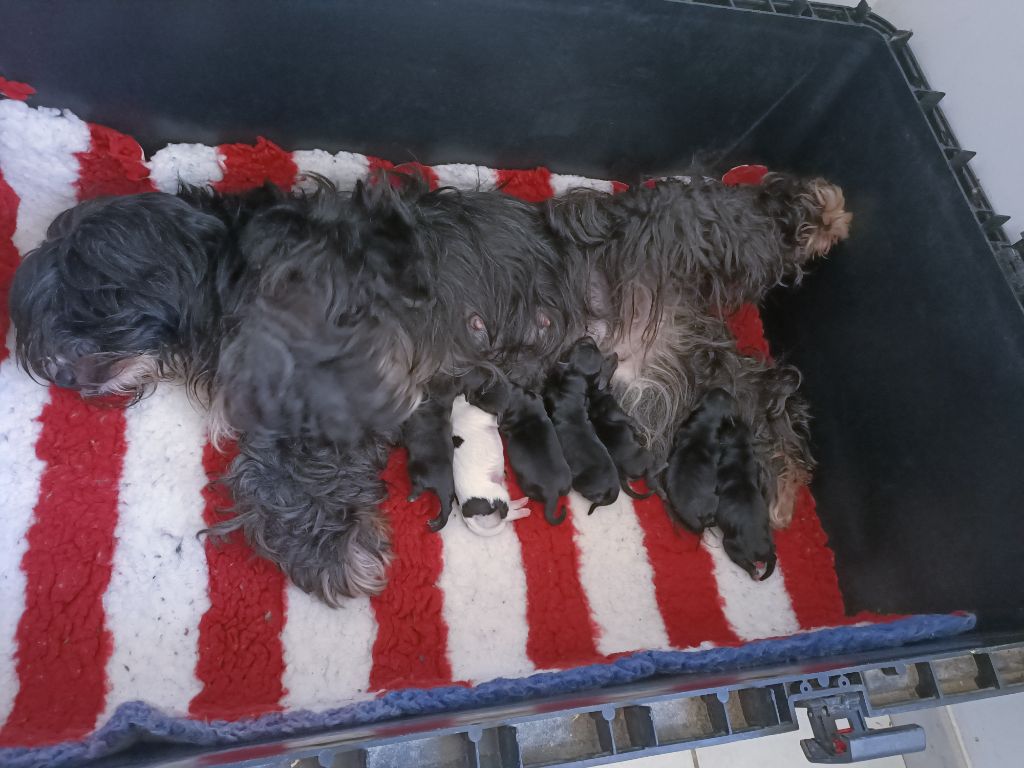 chiot Terrier Tibetain des Anges Gardiens du Tibre