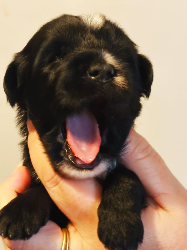 chiot Terrier Tibetain des Anges Gardiens du Tibre