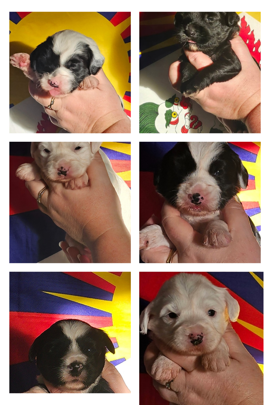 Voici nos 6 mâles de disponible