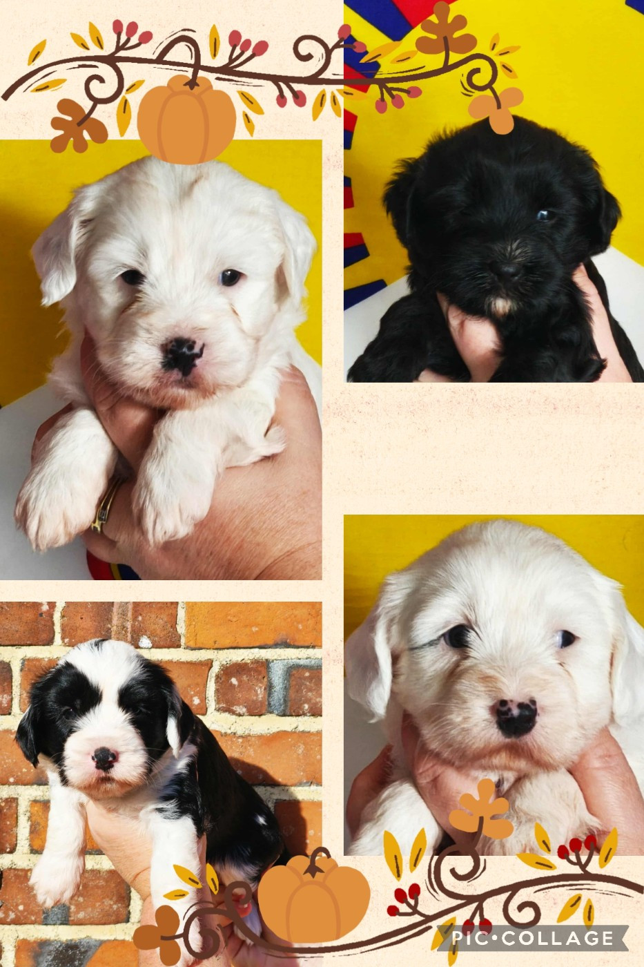 Voici nos 4 mâles de disponible