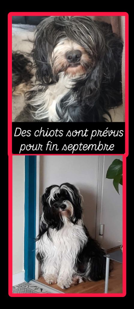 Tic Tac Tic Tac chiots pour très bientôt 