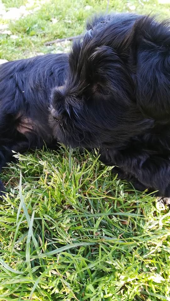 des Anges Gardiens du Tibre - CHIOTS