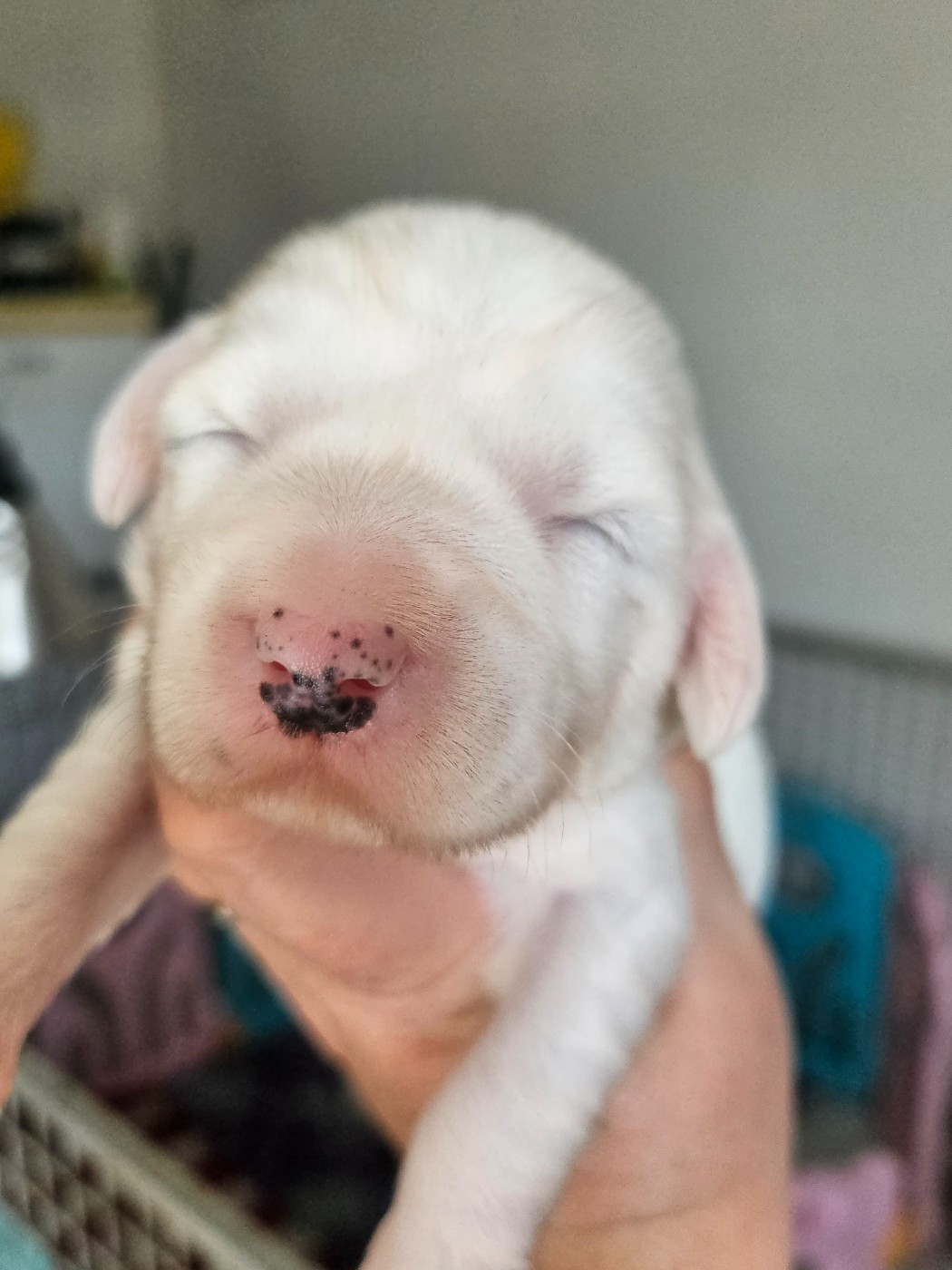 des Anges Gardiens du Tibre - Chiots disponibles - Terrier Tibetain