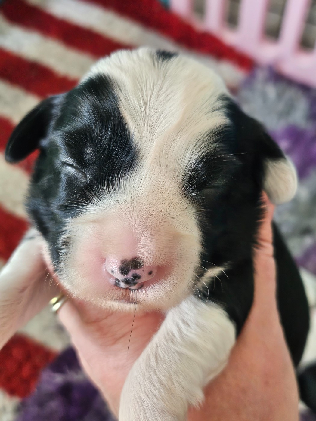 des Anges Gardiens du Tibre - Chiots disponibles - Terrier Tibetain