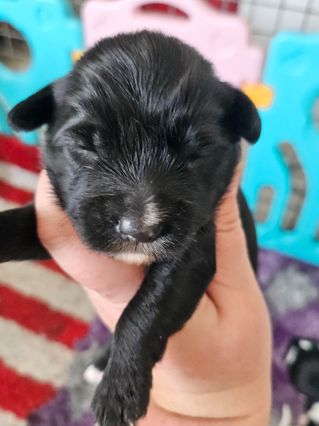 des Anges Gardiens du Tibre - Chiots disponibles - Terrier Tibetain