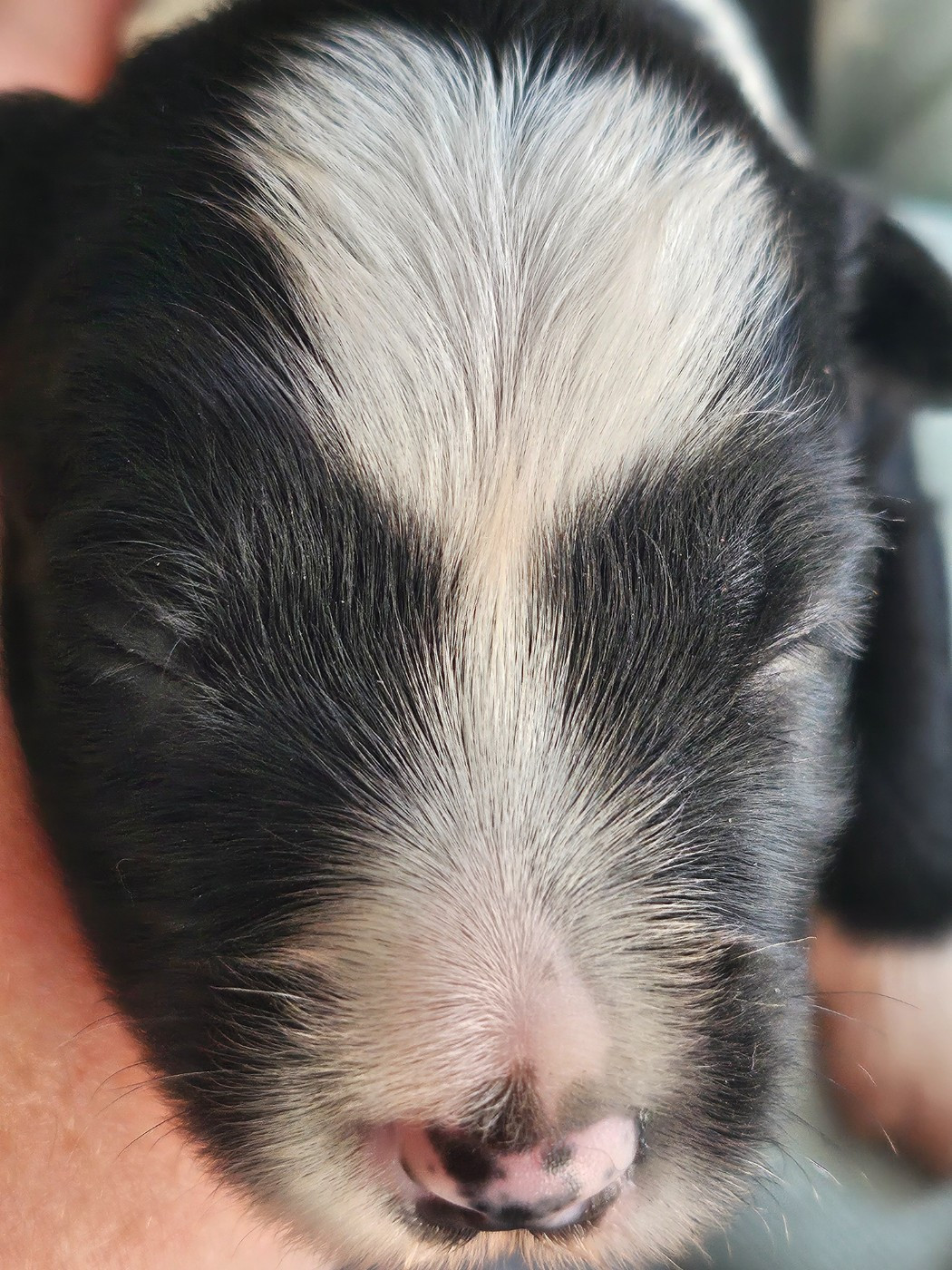 des Anges Gardiens du Tibre - Chiots disponibles - Terrier Tibetain