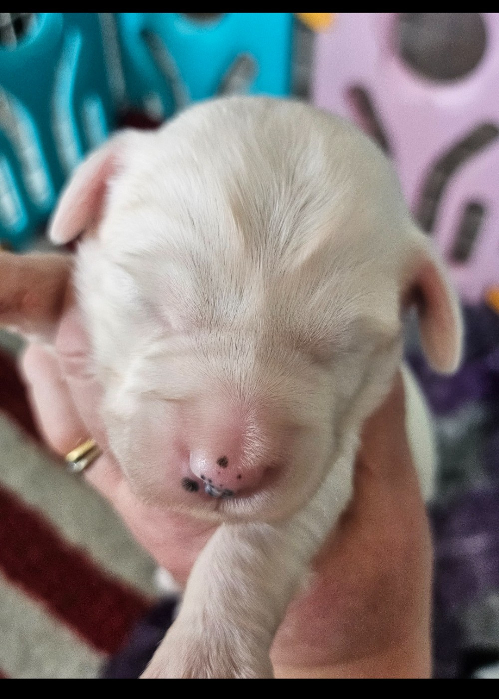 des Anges Gardiens du Tibre - Chiots disponibles - Terrier Tibetain