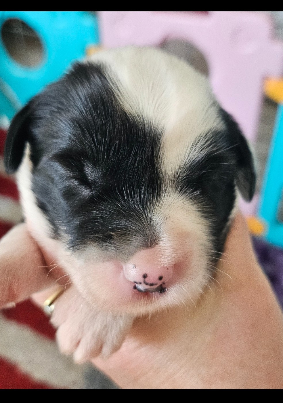 des Anges Gardiens du Tibre - Chiots disponibles - Terrier Tibetain