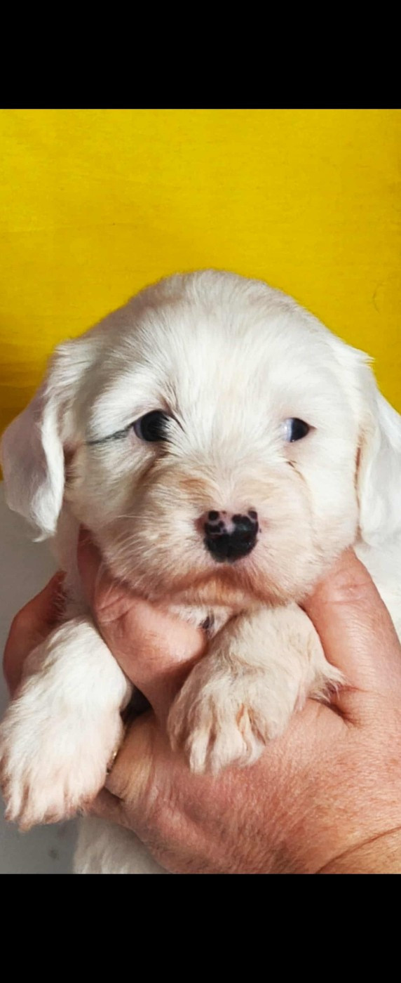 des Anges Gardiens du Tibre - Chiots disponibles - Terrier Tibetain