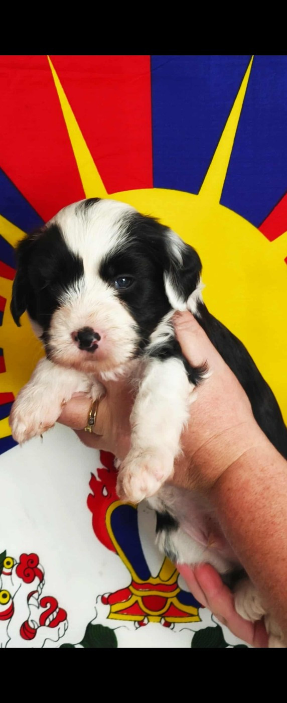 des Anges Gardiens du Tibre - Chiots disponibles - Terrier Tibetain