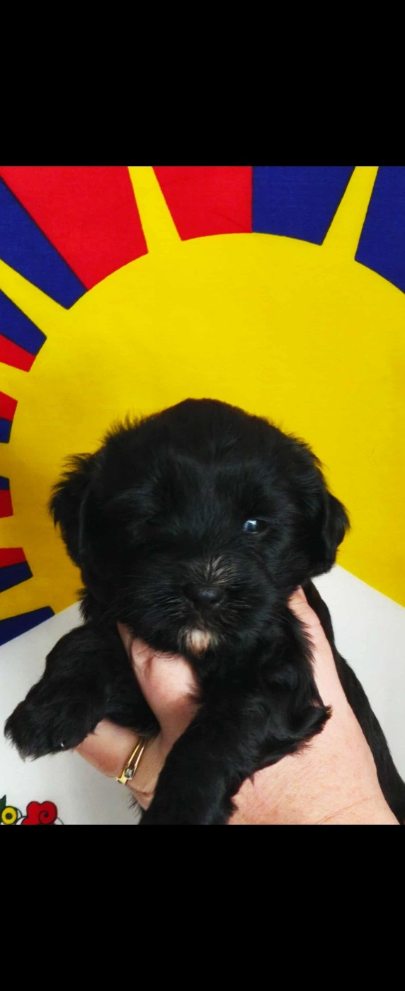 des Anges Gardiens du Tibre - Chiots disponibles - Terrier Tibetain