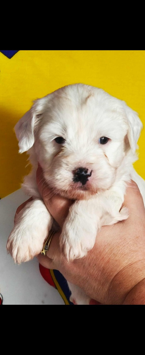 des Anges Gardiens du Tibre - Chiots disponibles - Terrier Tibetain