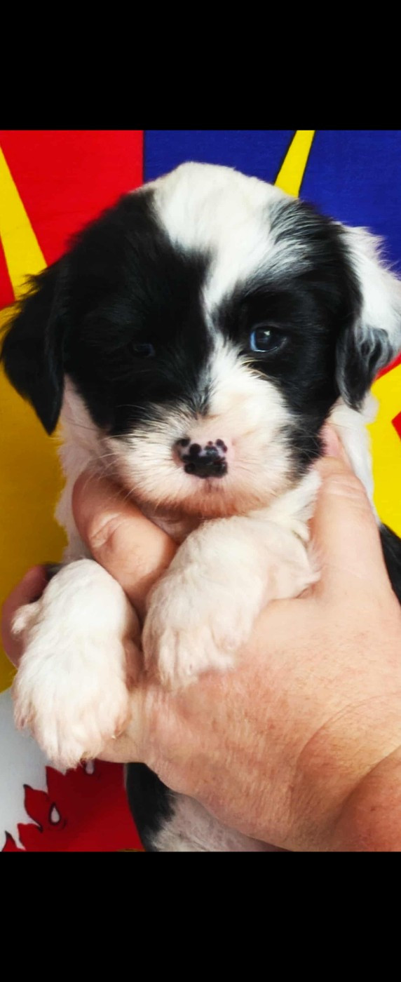 des Anges Gardiens du Tibre - Chiots disponibles - Terrier Tibetain