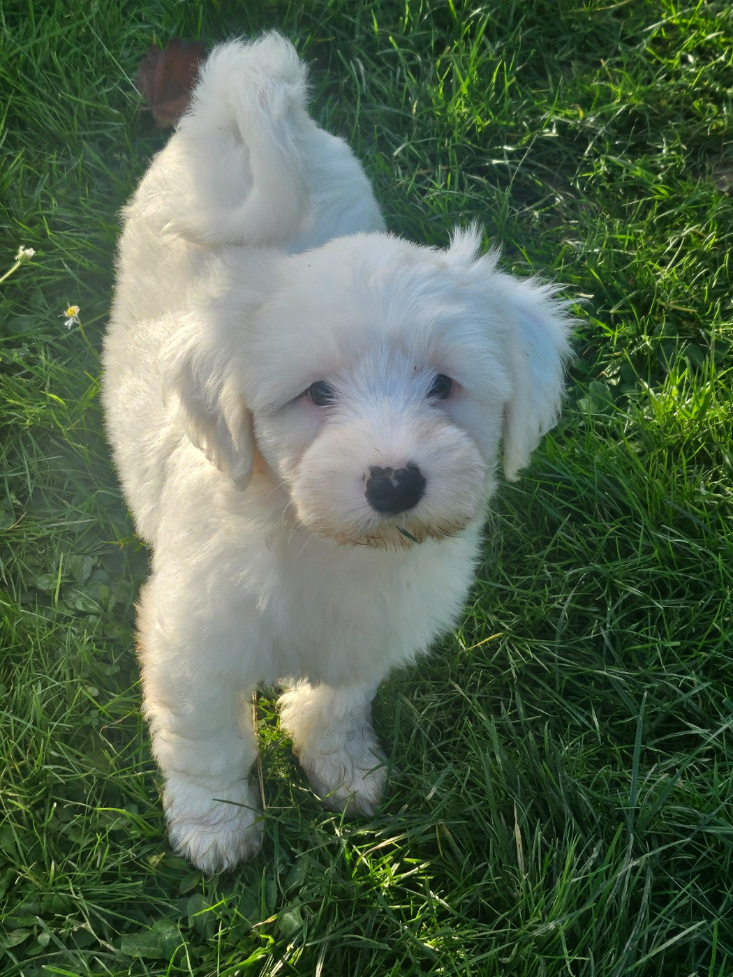 Chiot Terrier Tibetain des Anges Gardiens du Tibre