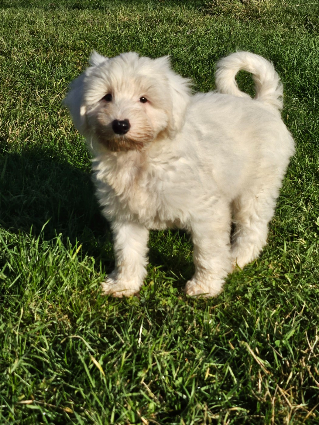 des Anges Gardiens du Tibre - Chiots disponibles - Terrier Tibetain