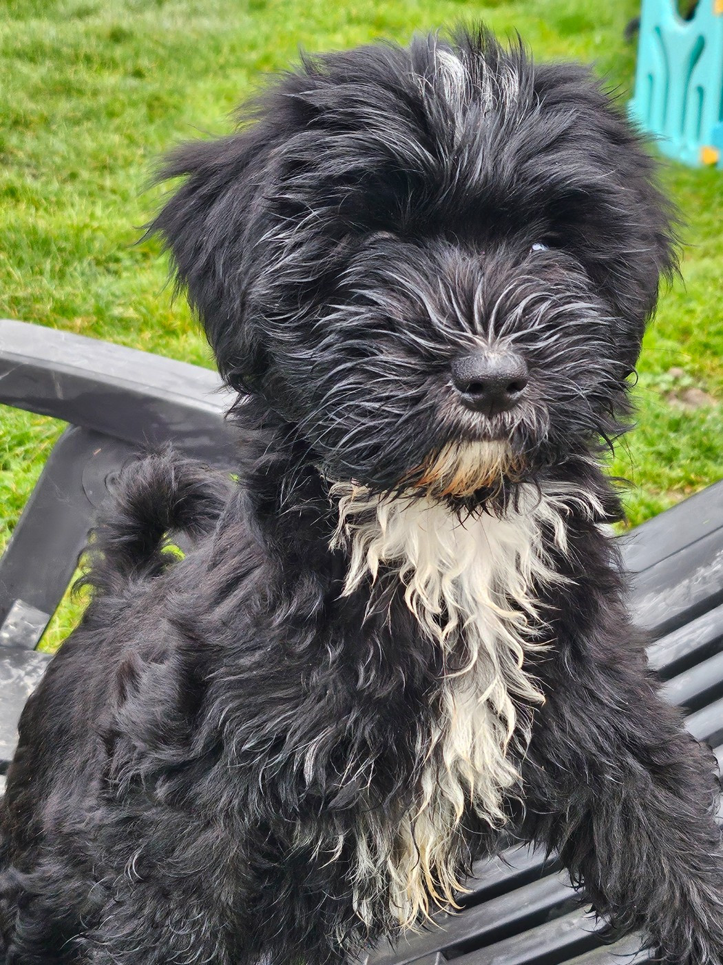 des Anges Gardiens du Tibre - Chiots disponibles - Terrier Tibetain