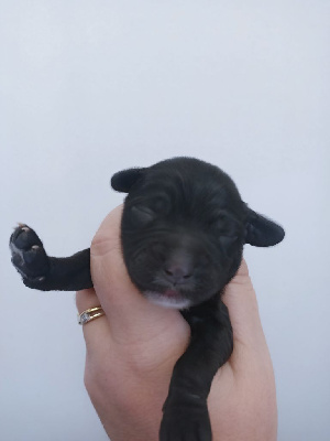 CHIOT